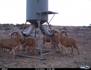 Aoudad in pasture